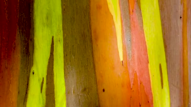 高清夏威夷考艾岛慢动作全身上下一株彩虹桉树树干到底部 — 图库视频影像