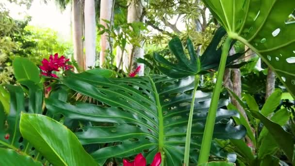 Χαβάη Kauai Αργή Κίνηση Άνθηση Κάτω Από Πλούσια Δασικό Κήπο — Αρχείο Βίντεο