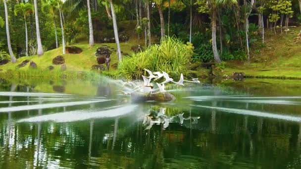 Hawaï Kauai Ralenti Boom Vers Bas Lac Avec Une Sculpture — Video