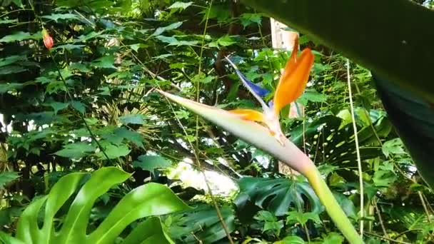 大きな葉から緑豊かな環境の楽園の花の鳥へのHdハワイカウアイブーム — ストック動画