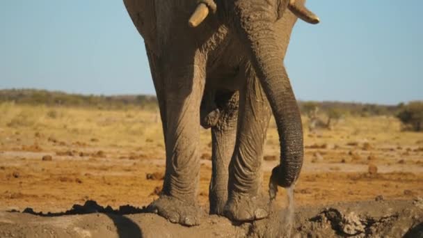 Slow Motion Shot African Elephant Having Mud Shower Cool Hot — Stock Video