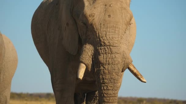 Slow Motion Action Shot African Elephant Spraying Mud Its Body — Stock Video