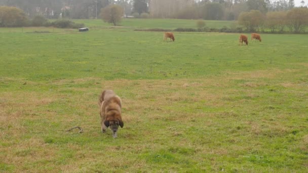 Słodki Brązowy Pies Spacerujący Pastwisku Krów Krowy Mleczne Spacerujące Pastwisku — Wideo stockowe