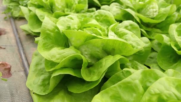 Vedere Aproape Frunzelor Salată Verde Fără Pesticide Organice Durabile Într — Videoclip de stoc