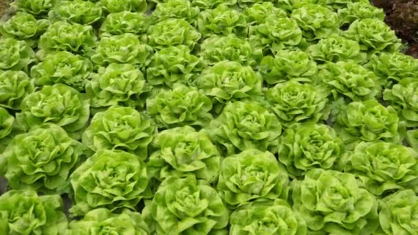 Növényvédőszer Mentes Bio Fenntartható Zöldsaláta Környezetbarát Üvegházban — Stock videók
