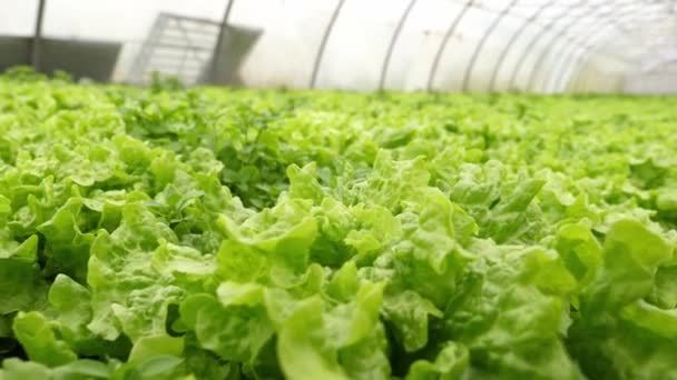 Zblízka Pohled Zelený Salát Bez Pesticidů Organický Udržitelný Uvnitř Skleníku — Stock video