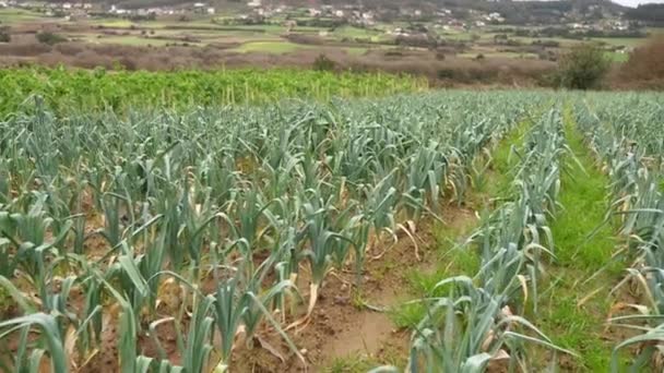 Növényvédőszer Mentes Ökológiai Fenntartható Kukoricaültetvény Vidéken — Stock videók