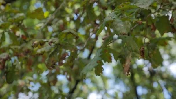 Närbild Fjällig Flerfärgad Foliage Blue Sky Bakgrund — Stockvideo