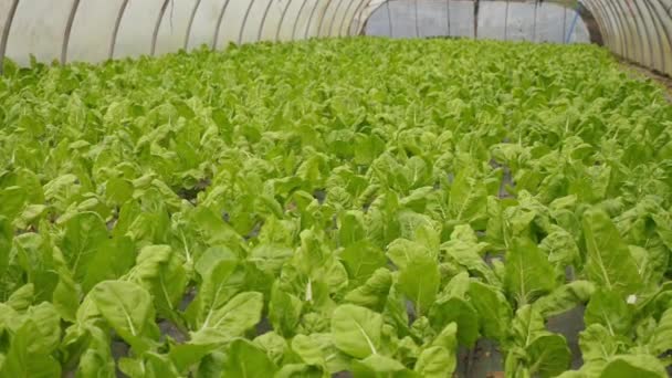 Növényvédőszer Mentes Szerves Fenntartható Zöldsaláta Ültetvény Üvegházban — Stock videók