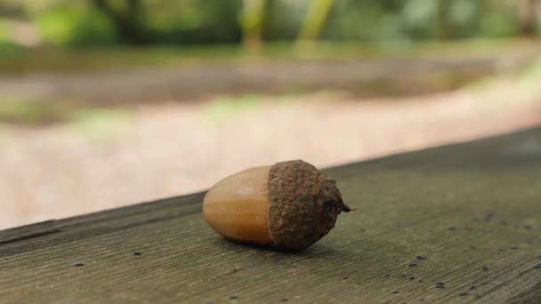 Detailní Záběr Lonely Brown Acorn Čepicí Dřevěný Povrch Rozmazané Pozadí — Stock video