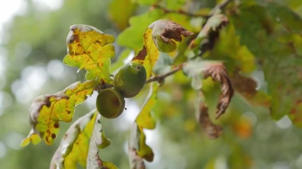 Oak Branch Green Acorns Shiny Leaves Swaying Wind Macro Shot — Stock Video