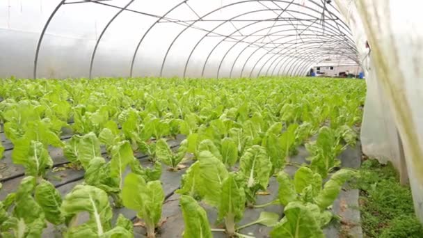 Eko Ďábelská Ekologická Udržitelná Výsadba Zeleného Salátu Uvnitř Skleníku Bez — Stock video