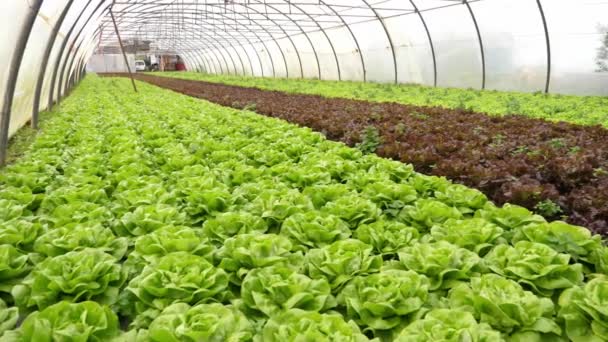 Szerves Fenntartható Vörös Zöld Saláta Ültetvény Növényvédőszer Mentes Üvegházban — Stock videók