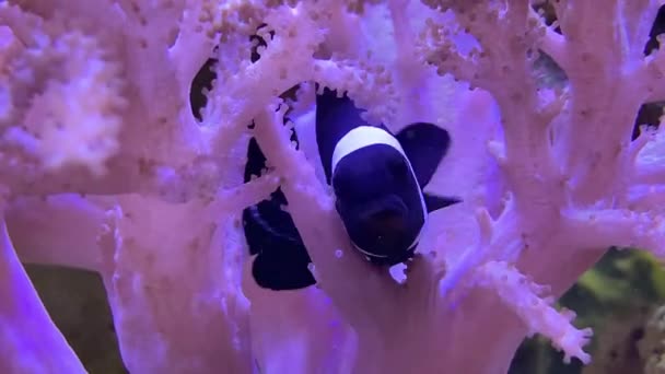 Pesce Pagliaccio Nero Guarda Intorno Poi Nasconde Anemone Rosa Vicino — Video Stock