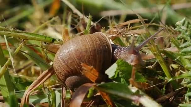 可调适的地面蜗牛在野外和平滑行 特写镜头 — 图库视频影像