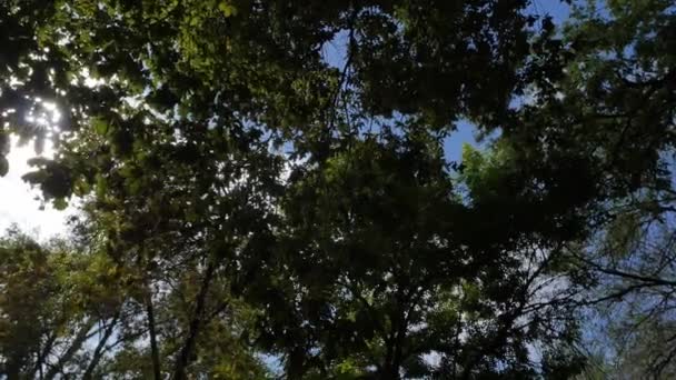 Κοιτάζοντας Ψηλά Στις Άφθονες Φυλλωσιές Δέντρων Τις Ακτίνες Του Ήλιου — Αρχείο Βίντεο