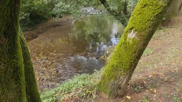 Spokojna Scena Małej Rzeki Wspaniałym Pierwotnym Lesie Mossy Trees — Wideo stockowe