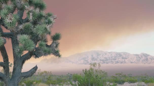 風の強い日には 野生の火と山の煙が背景にジョシュアの木 ネバダ州ラスベガス — ストック動画
