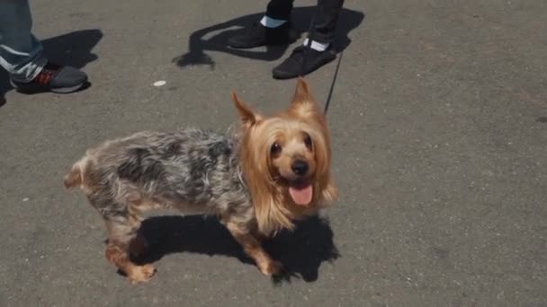 Lindo Perro Lujo Con Correa Lamiendo Aire Una Feria Coches — Vídeos de Stock