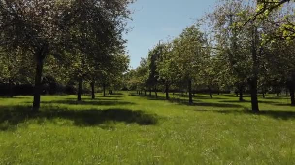 Vacker Grön Solig Fruktträdgård Med Rosa Äppelblom Träd Somerset — Stockvideo