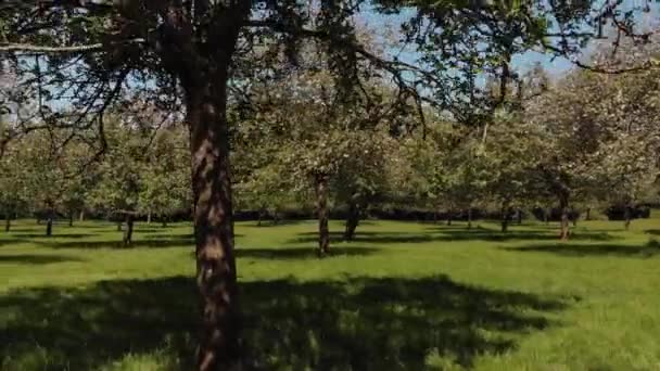 Panorámica Aérea Hermoso Huerto Verde Con Manzanos Rosados Somerset — Vídeo de stock