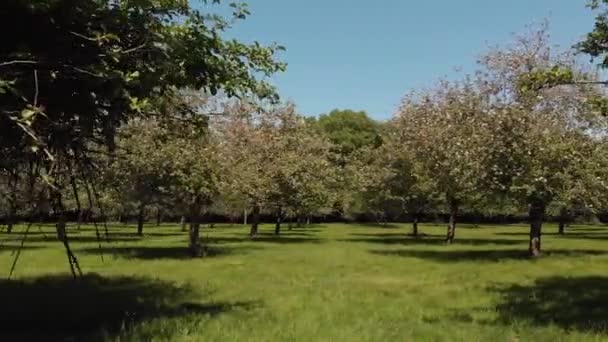 Pan Krásného Zeleného Slunečného Sadu Růžovými Jabloněmi Somerset — Stock video