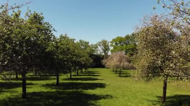 Aérea Hermoso Huerto Verde Soleado Con Manzanos Rosados Somerset — Vídeo de stock