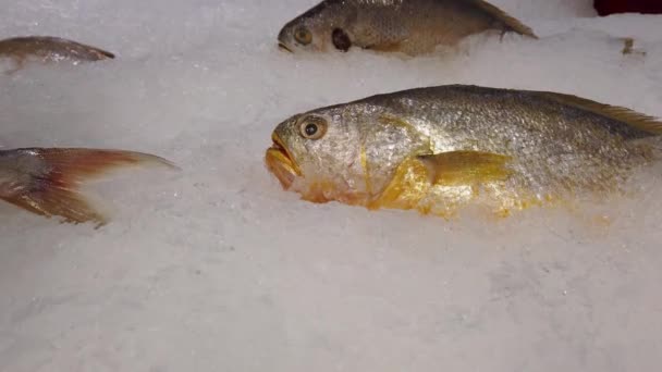 屋内魚市場やスーパーで冷たいディスプレイで砕いた氷の上の新鮮な魚介類 — ストック動画