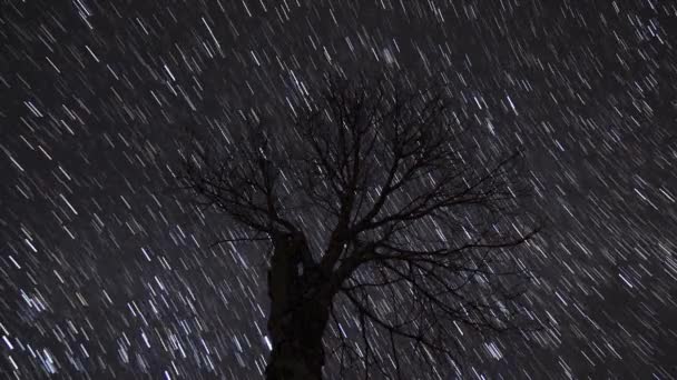 Startrail Time Lapse Stelle Movimento Dietro Albero Solitario Nel Cielo — Video Stock