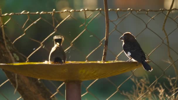 Kuşlar Sabah Güneşinin Altında Bir Bahçe Kuş Banyosunda Yıkanır Koyu — Stok video