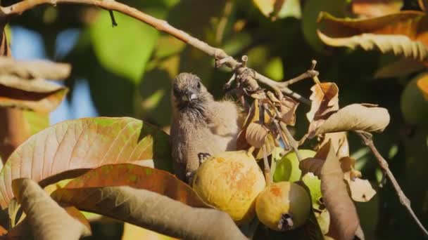 Άγρια Mousebird Ράμφος Ένα Φρούτο Γκουάβα Ένα Τροπικό Δάσος Νότια — Αρχείο Βίντεο