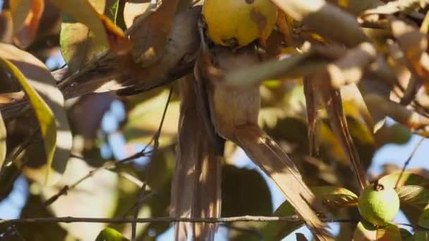 Groep Gespikkelde Muisvogels Met Lange Staarten Die Een Rijpe Guave — Stockvideo