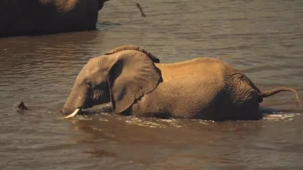 アフリカの象は その幹をシュノーケリングとして使って泳ぐために泥だらけの川に幅を広げています ボツワナのチョベ国立公園 — ストック動画