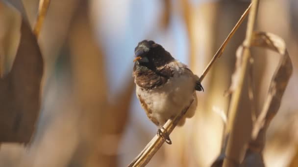 Finch Manichino Bronzo Appollaiato Gambo Mais Masticando Seme Primo Piano — Video Stock