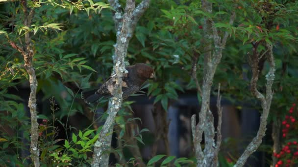 Mannelijke Grosbeak Wever Hoppen Van Tak Tot Tak Schaduw Van — Stockvideo