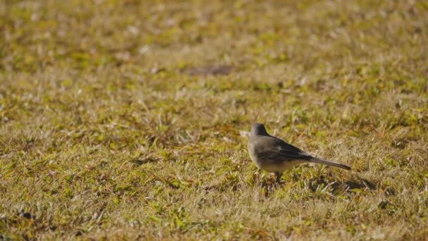 Cape Wagtail Bird Picks Small Insect Its Beak Close Shallow — Stock Video