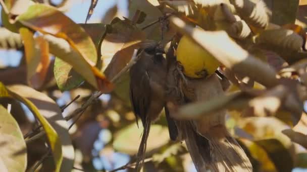 Trzy Myszy Wiszące Gałęzi Drzewa Aby Zjeść Dojrzały Owoc Guawy — Wideo stockowe