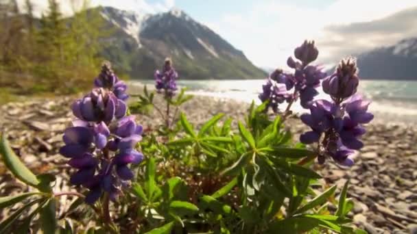 ユーコンカスリーン湖と晴れた日に山の田舎によって岩の海岸に豪華な紫色の野花の低角度ビュー カナダ 静的な遅い動きを閉じます — ストック動画