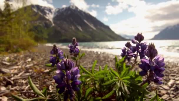 美丽的紫色野花在岩石海岸上 由育空Kathleen湖和山地乡村在阳光灿烂的一天 加拿大 关闭了手持浅浅的焦点深度 — 图库视频影像