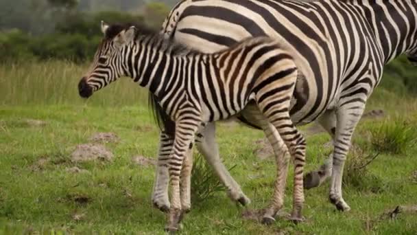 Cute Źrebak Zebra Stoi Trzęsie Głową Matka Odchodzi Pochmurny Dzień — Wideo stockowe