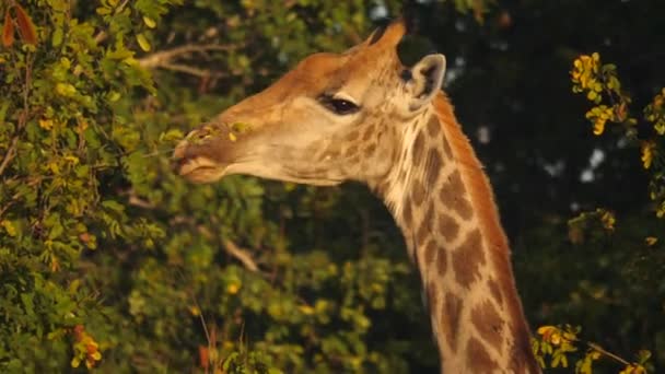 Close Feminino Girafa Sul Comendo Folhas Mão — Vídeo de Stock