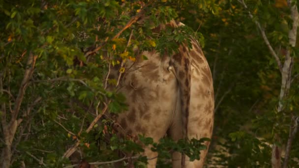 Vista Posteriore Del Corpo Della Coda Della Giraffa Nascosta Dietro — Video Stock