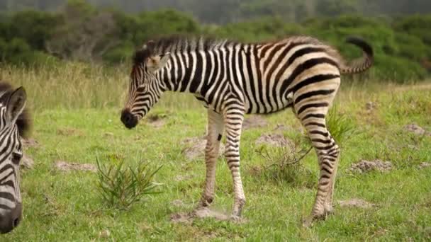 Baby Zebra Mother Cuddling Addo Elephant National Park Grass Day — Stock Video