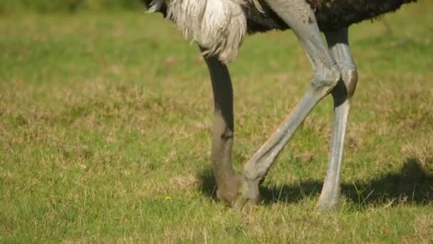 South African Ostrich Uses Massive Foot Scratch Itchy Head Grassland — Stock Video