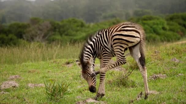 Zebra Tayı Addo Fil Ulusal Parkı Nda Ağzını Tırmaladı — Stok video