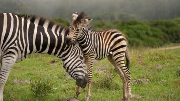 Zebramutter Pflegt Baby Zebras Addo Elephant Nationalpark Tag — Stockvideo