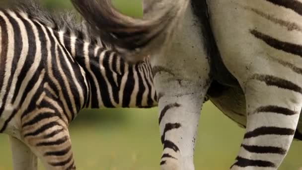 Vista Trasera Cebra Bebé Bebiendo Leche Madre Sacudiendo Cabeza Día — Vídeo de stock