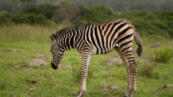 Full Shot Zebra Foal Walk Looks Grass Cloudy Day — Vídeo de stock