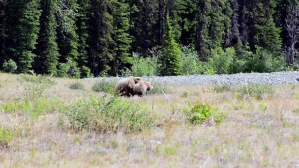 Ursos Pardos Acasalam Estado Selvagem Parque Nacional Kluane Tiro Escuro — Vídeo de Stock