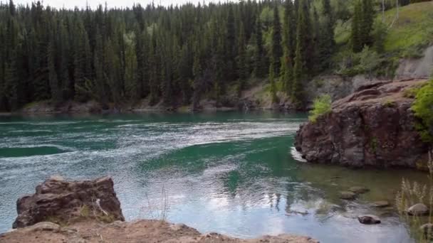 Fiume Che Scorre Foresta Verde Miles Canyon Yukon Possibilità — Video Stock